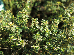 Thymus × citriodorus