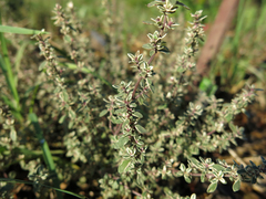 Thymus × citriodorus