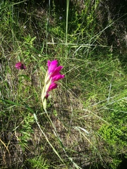 Gladiolus imbricatus