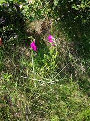 Gladiolus imbricatus