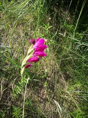 Gladiolus imbricatus