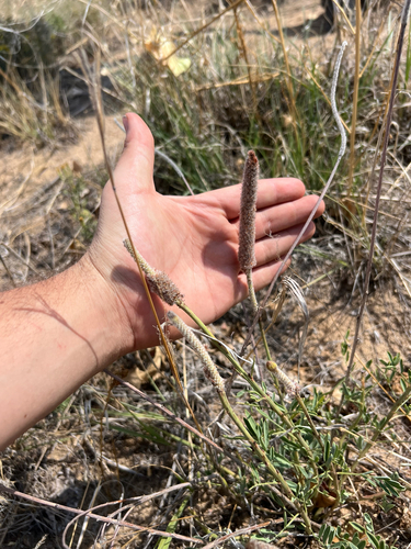 Image of Dalea cylindriceps by (c) Jared Shorma, some rights reserved (CC BY)