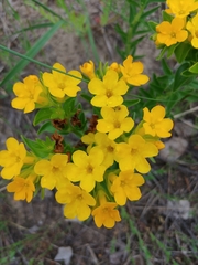 Lithospermum caroliniense