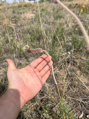 Image of Dalea cylindriceps by (c) Jared Shorma, some rights reserved (CC BY)