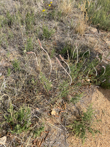 Image of Dalea cylindriceps by (c) Jared Shorma, some rights reserved (CC BY)