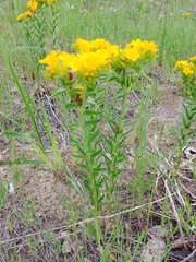 Lithospermum caroliniense