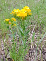 Lithospermum caroliniense