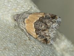 Tripudia balteata