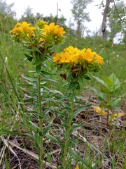Lithospermum caroliniense