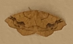 Nematocampa brehmeata