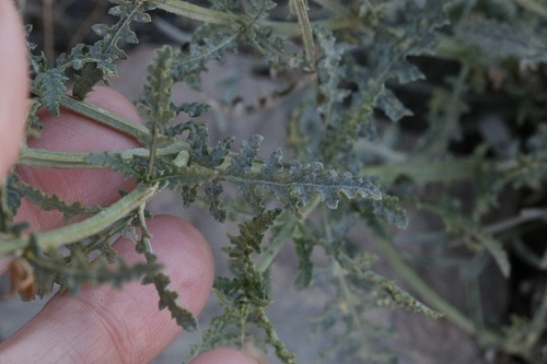 Image of Salvia stenophylla by (c) Karen Eichholz, some rights reserved (CC BY)