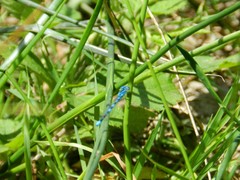 Coenagrion scitulum