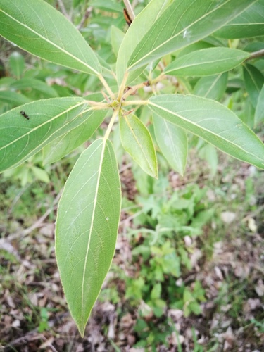 Laurel-leaved Poplar
