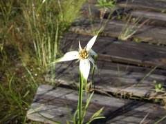 Rhynchospora latifolia