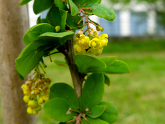 Berberis koreana