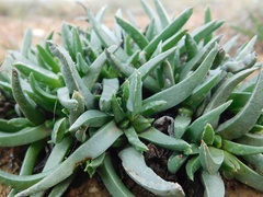 Acrodon subulatus