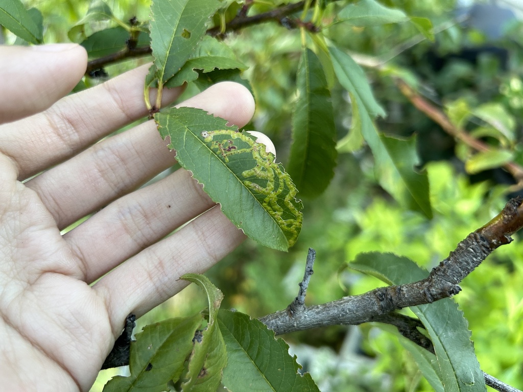 Phytomyza persicae