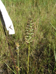 Platanthera nivea