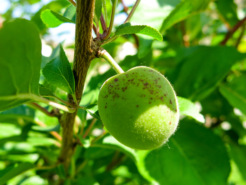 Prunus Desycarpa=Prunus armeniaca + Prunus cerasifera