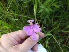 Calopogon tuberosus