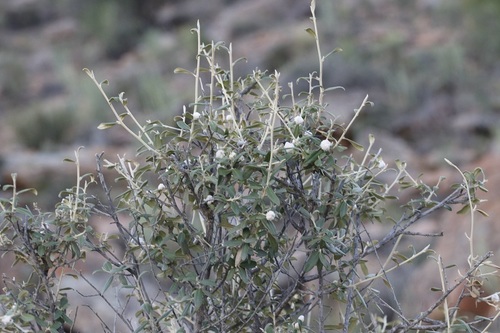 Image of Tarchonanthus minor by (c) Karen Eichholz, some rights reserved (CC BY)