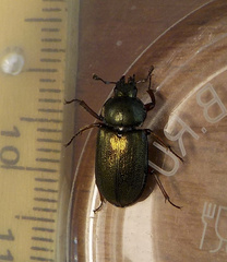 Platycerus caraboides