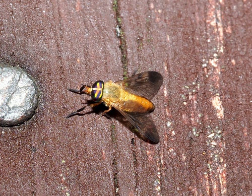 Yellow Fly of the Dismal Swamp photo 6