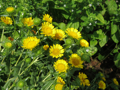 Grindelia robusta