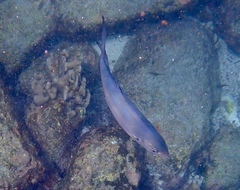 Caranx caballus