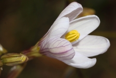 Ixia latifolia