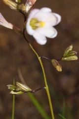 Ixia latifolia