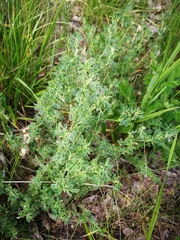 Medicago falcata