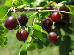 Ribes × nidigrolaria