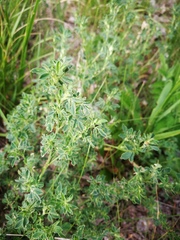 Medicago falcata