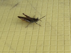 Chorthippus maritimus