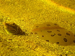 Spiny Softshell Turtle photo 3