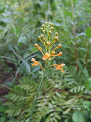 Platanthera chapmanii