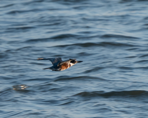 Belted Kingfisher photographed in Iowa
