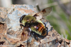 Sericomyia flagrans