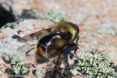 Sericomyia flagrans
