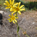 Engelmannia pinnatifida - Photo (c) ellen hildebrandt, some rights reserved (CC BY-NC), uploaded by ellen hildebrandt