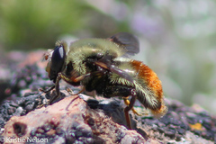 Sericomyia flagrans