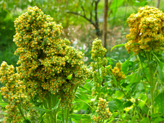 Chenopodium quinoa