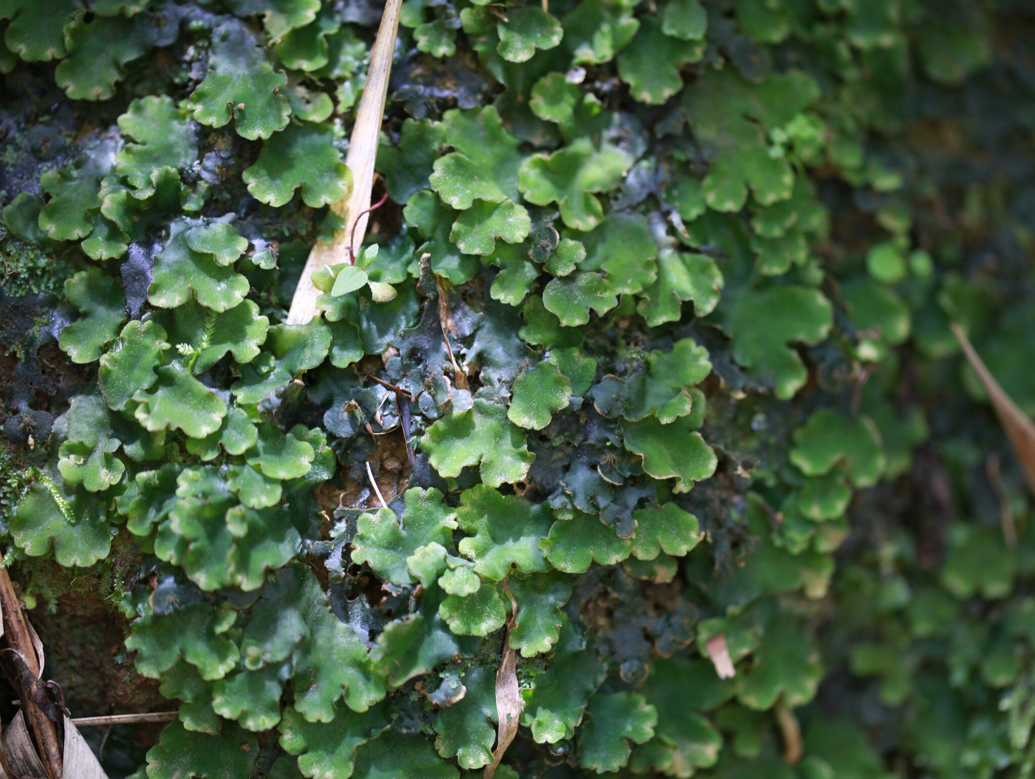 Dumortiera hirsuta (Dumortiera hirsuta)