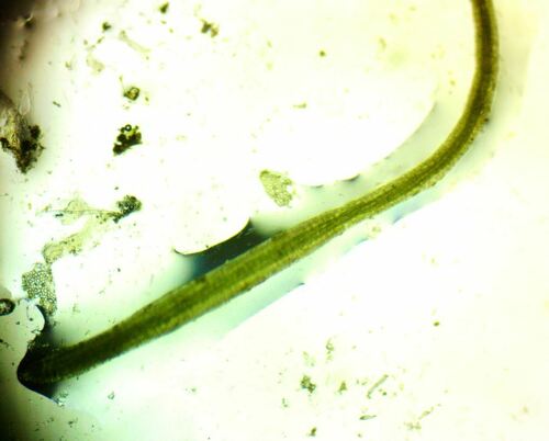 Image of Little Duckweed (Lemna obscura) by (c) Ryan Sorrells, some rights reserved (CC BY)