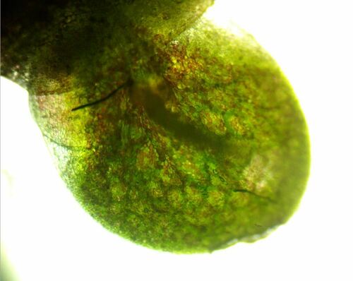 Image of Lemna obscura by (c) Ryan Sorrells, some rights reserved (CC BY)