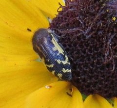 Acmaeodera pulchella