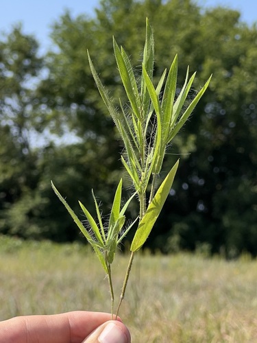 Image of White-Hair Rosette Grass (Dichanthelium praecocius) by (c) Nathan Aaron, some rights reserved (CC BY)