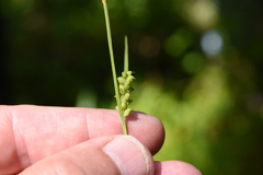 Carex gracilescens
