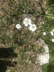 Cerastium tomentosum
